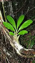 Pseudobulb