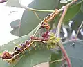 Caterpillar at fourth stage of growth. Its recently shed third stage skin is visible beside it