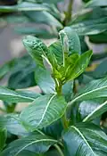 Catharanthus roseus buds