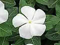 White form of Catharanthus roseus