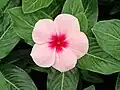 Light/dark pink form of Catharanthus roseus