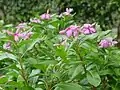 Green plants with purple flowers.