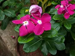 Dark pink colour