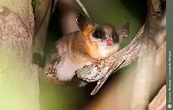 Brown opossum