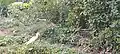 Cattle Egret