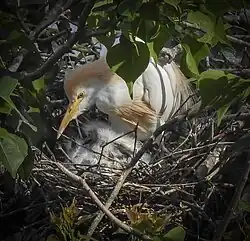Adult with chicks, Tampa, Florida