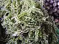 latô (Caulerpa)