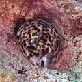 A living individual of Cypraea tigris in Tanzania.