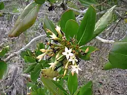 Seven year apple (Casasia clusiifolia)