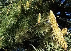 Pollen cone of deodar cedar, shedding pollen in the wind