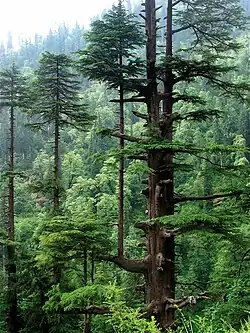 Cedrus deodara in the Western Himalayan subalpine conifer forests