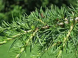 Foliage of Lebanon cedar, showing long shoots with widely spaced needles, and short shoots with densely packed needles