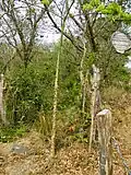Ceiba tree at O Parks, WildLife, and Recreation, El Ostional, Nicaragua