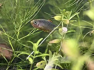 Male