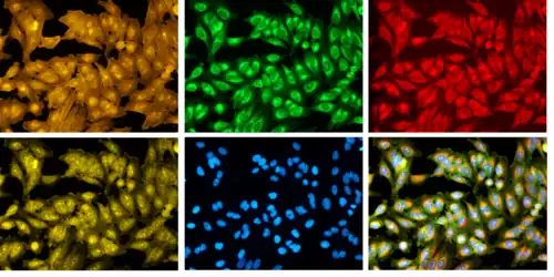 Optical Pooled Screening (OPS) is a method for functional genomics with single cell morphological readouts using methods like Cell Painting that produce images like this one
