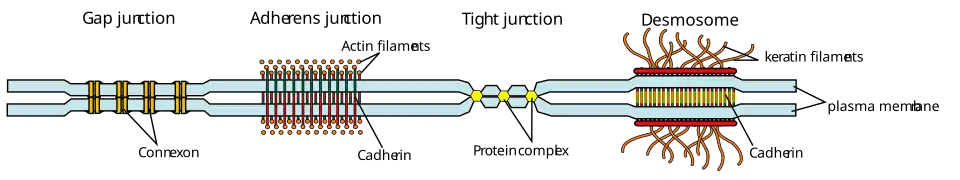 Some examples of cell junctions