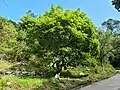 Whole Tree near Lower Shing Mun Reservoir