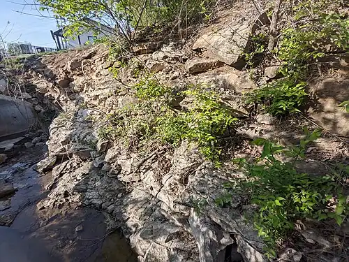 The wavy beds of Cement City Limestone. This texture is common in "Upper Limestone" formations deposited in shallower, more agitated water.