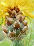 Fringed brown phyllaries