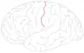Central sulcus