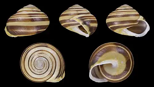 Yellow shell with five unfused bands
