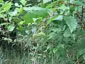 Leaves opposite or in whorls of three; inflorescences may be in clusters