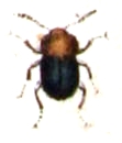 Cephennium thoracicum