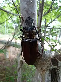 Acanthophorus serraticornis