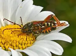 Mating pair
