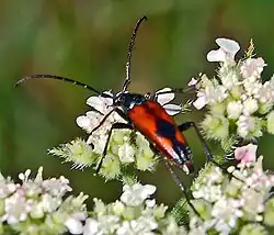 S. bifasciata