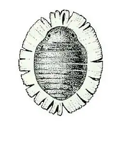 Cerataphis lataniae, commonly known as the palm aphid, is an aphid known to infest palm species as well as&nbsp;a variety of leafy plants. It is one the most common pests that causes damage to agriculture and human health