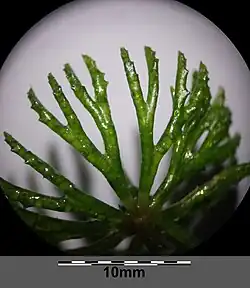 foliage