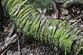 Roots