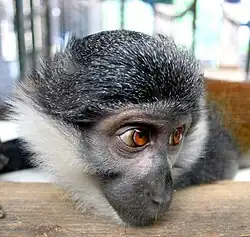 L'Hoest's monkey