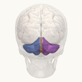 Animation &nbsp;&nbsp;Left cerebellar hemisphere &nbsp;&nbsp;Right cerebellar hemisphere