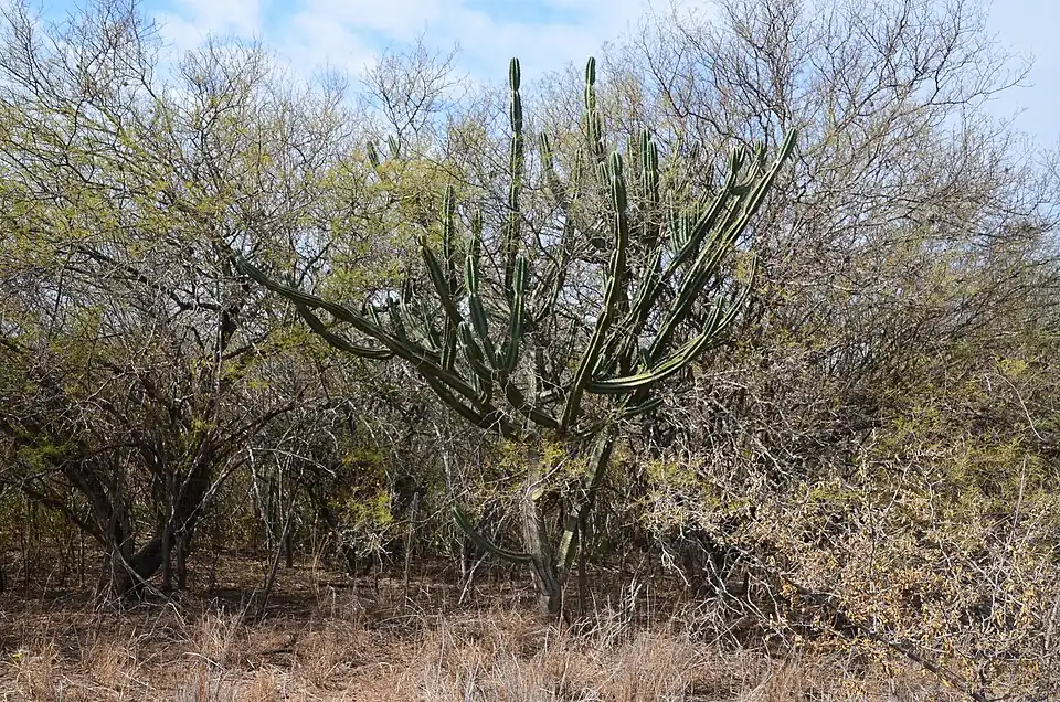Plant growing in habitat in Paraná, Santiago del Estero Province, Argentina