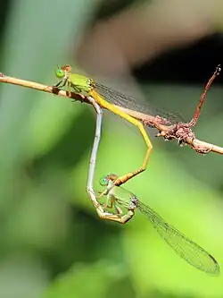 mating pair