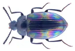Ceropria induta