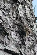 Eurasian treecreeper, Rome