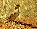 At Polokwane (Pietersburg), South Africa