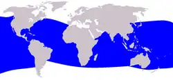 Dwarf sperm whale range