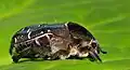 Adult