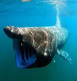 The basking shark uses filter feeding to strain plankton from the water.