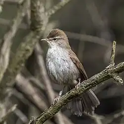 Cetti's warbler, Huelva
