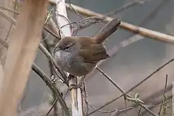 Cetti's warbler, Bergamo, Lombardy