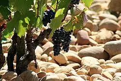Galets roulés at Châtauneuf-du-Pape.