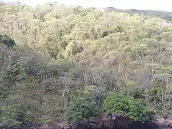 Aerial view of tropical deciduous trees