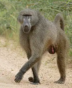Brown monkey
