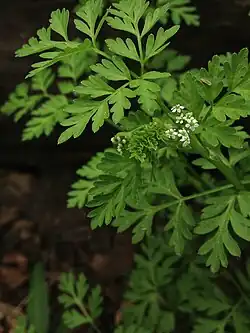 Chaerophyllum procumbens