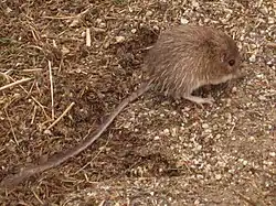 Brown long-tailed rat